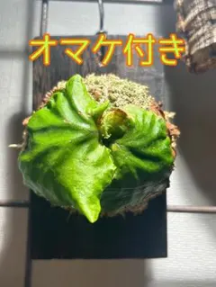 マダガスカリエンセ　板付け② オマケ付き　1番早い速達便で発送のサムネイル