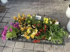 ビオラ 苗 寄せ植え用のサムネイル