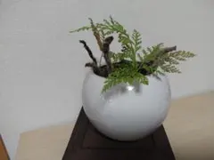 トキワシノブ？　シノブ(和シノブ) 丸、白陶器盆栽！ トキワシノブ？ シノブ(和シノブ) 丸、白陶器盆栽！ - メルカリ