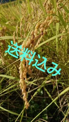 令和7年度　兵庫県産コシヒカリ　玄米のサムネイル