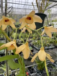デンドロビウム　Den 札落ち　モスカタム赤花、黄花orアタバス　6のサムネイル