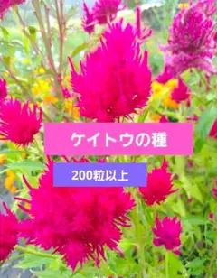 ケイトウの種　200粒以上
