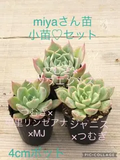 中里リンゼアナ×チワワエンシス札付きポットごとメルカリ便TYさん苗 中里リンゼアナ×チワワエンシス札付きポットごとメルカリ便TY