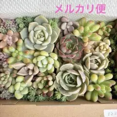✾98ちまちま寄せ植え カット苗 多肉植物 寄せ植えセット 詰合せ ゆう