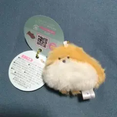 ぽめらにあん(おれんじ)　つぶらな瞳の犬 ぷちマスコットBCのサムネイル