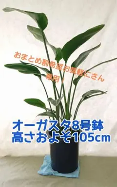 2026年最新】オーガスタ 観葉植物の人気アイテム - メルカリ