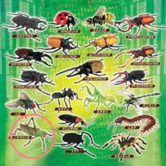 2026年最新】4dパズル昆虫の人気アイテム - メルカリ