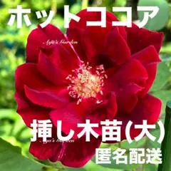 ホットココア 大きな挿し木苗 シックな花色 ポットごと宅急便配送