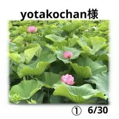 ご確認用 yotakochan様専用 ハンカチ ネコちゃん柄 ハンドメイド7/4