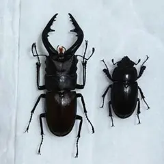 2025年最新】ノコギリクワガタ標本の人気アイテム - メルカリ