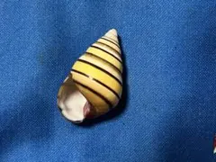 貝標本　Cubaのカタツムリ