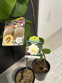 ジャンボイエローキウイ 2本セット 雌雄セット - メルカリ