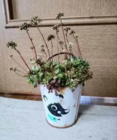 白斑入り 実生/抜き苗 クロヨナ クロユーナ マメ科 常緑樹木 植物園芸