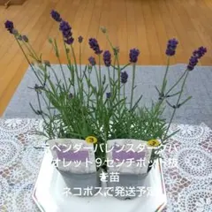 ☘️グロッソ白色☘️越冬苗☘️❤️アロマティコ❤️AG20260523