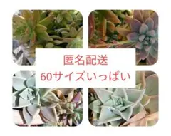 匿名配送60サイズいっぱい│朧月ほか多肉植物セット│マディバ、セダムなど