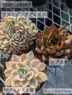 ハナ様専用 新春特別セール【厳選苗】大苗エケベリア3種セット