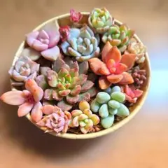 多肉植物詰め合わせセット