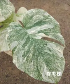 2026年最新】モンステラ レガシーの人気アイテム - メルカリ