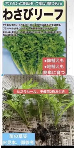 2026年最新】わさび 苗の人気アイテム - メルカリ