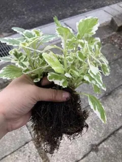 斑入りアロマティカス プレクトランサス・ミントリーフ 抜き苗 - メルカリ