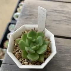 多肉植物 カランコエ チワプー ちょび根 小苗 ロウルサンコさん苗 札