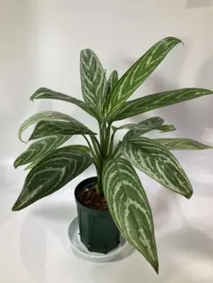 2025年最新】アグラオネマ リリアンの人気アイテム - メルカリ