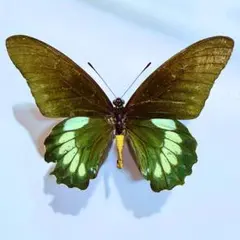 美麗 セラム島産 ヒイロツマベニチョウ - メルカリ