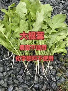 大根葉350gのサムネイル