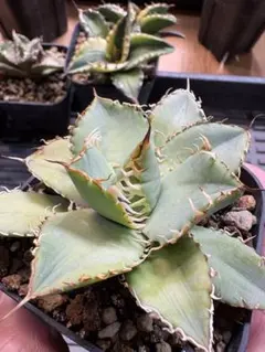 アガベ チタノタ 魔丸 OC株 （鉢ごとメルカリ便） - メルカリ