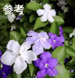 ニオイバンマツリ 苗木 紫〜白に変化する人気品種のサムネイル