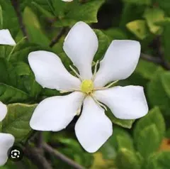 クチナシ 常緑樹 白 一重 挿し穂 5本　クチナシの実は毎年栗きんとんに活躍のサムネイル