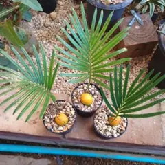 【年末セール】サイカス・レボルタ / ソテツ 多頭 大株 ガーデニング 2026年最新】サイカス レボルタの人気アイテム - メルカリ