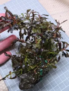 【期間限定出品】Bucefalandra galaxy 群生② 期間限定出品】Bucefalandra galaxy 群生② - メルカリ