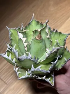 2025年最新】アガベ レッドキャットウィーズルの人気アイテム - メルカリ