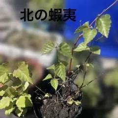 白樺 1.4メートル苗木1本 9本小苗セット - メルカリ
