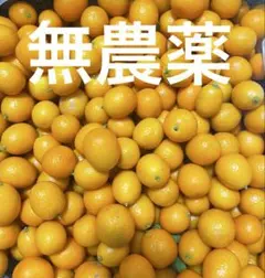 2026年最新】金柑無農薬の人気アイテム - メルカリ