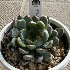 ね*☆様 ザラゴーサ SPノバ　おらいさん　札付き ね*☆様 ザラゴーサ SPノバ おらいさん 札付き おらいさん苗 ザラゴーサsp