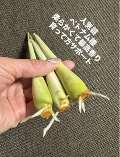 ベトナム最高香り柔らかいレモングラス抜き苗3本サイズバラバラ - メルカリ