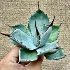 2026年最新】オリザバ アガベの人気アイテム - メルカリ