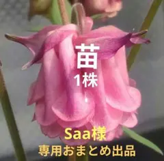 Saa様 リクエスト 2点 まとめ商品