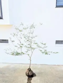 Yuki Goto さん専用　山採りドウダンツツジ　/173 Yuki Goto さん専用 山採りドウダンツツジ /173