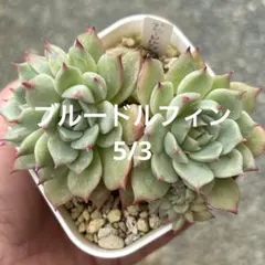 ミックスベリア プリンセスティアラ おらいさん 抜き苗 多肉植物