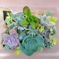 多肉植物　カット苗　詰め合わせ　寄せ植えセット　七福神入り