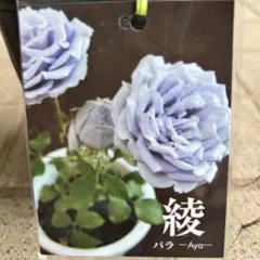 バラ苗　綾　新苗　薔薇　希少　生花　ブルーローズ　花苗 バラ バラ苗 綾 ブルーローズ 薔薇苗 新苗 Aya ローズガーデン 花苗