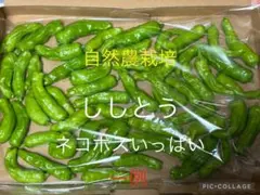 自然農栽培【ししとう】写真、説明欄ご参照くださいのサムネイル