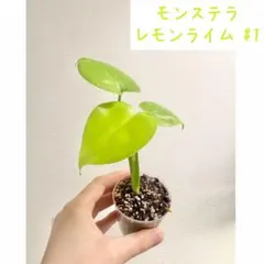 レア】モンステラ レモンライム #2 - メルカリ