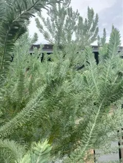 2026年最新】アカシアブルーブッシュの人気アイテム - メルカリ