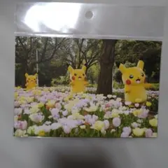 ポケモンセンター ピカチュウ ポストカード