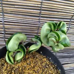 【みのむし】ホヤ アルゲンティアプリンセス【タグ鉢付メルカリ便】サクララン みのむし様専用】ホヤ アルゲンティアプリンセス【タグ鉢付