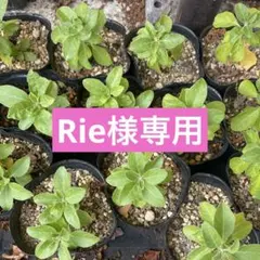 Rie様専用 アシュワガンダ苗3株のサムネイル